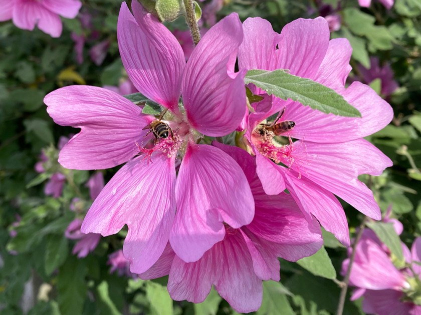 bees on pink mallow flowers