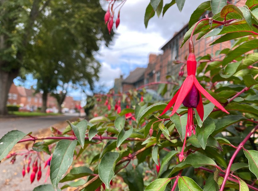 fuchsia. red brick houses in distance