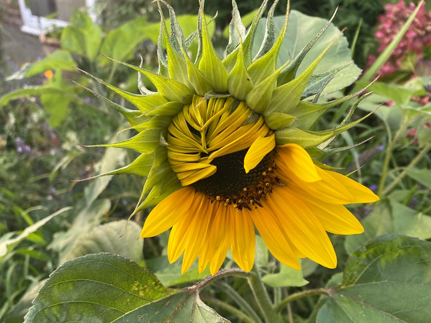 half-open sunflower