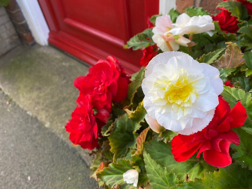 Red and white begonias and red front door