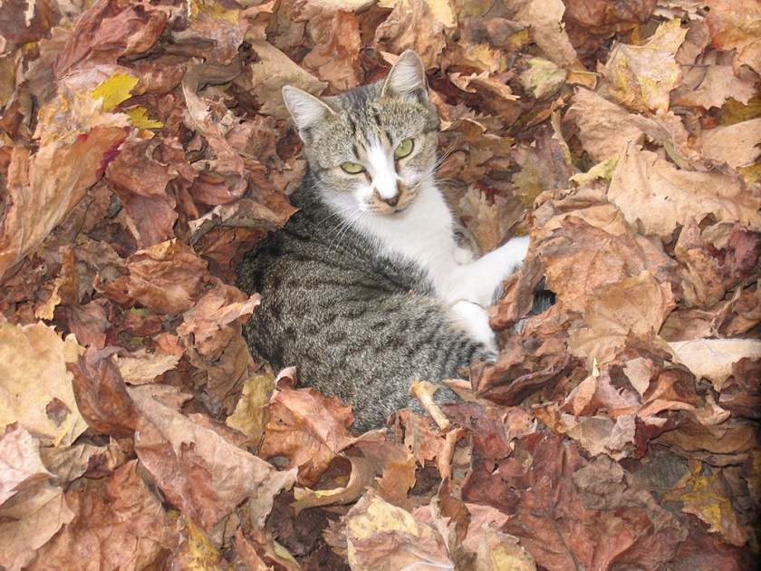 cat among autumn leaves