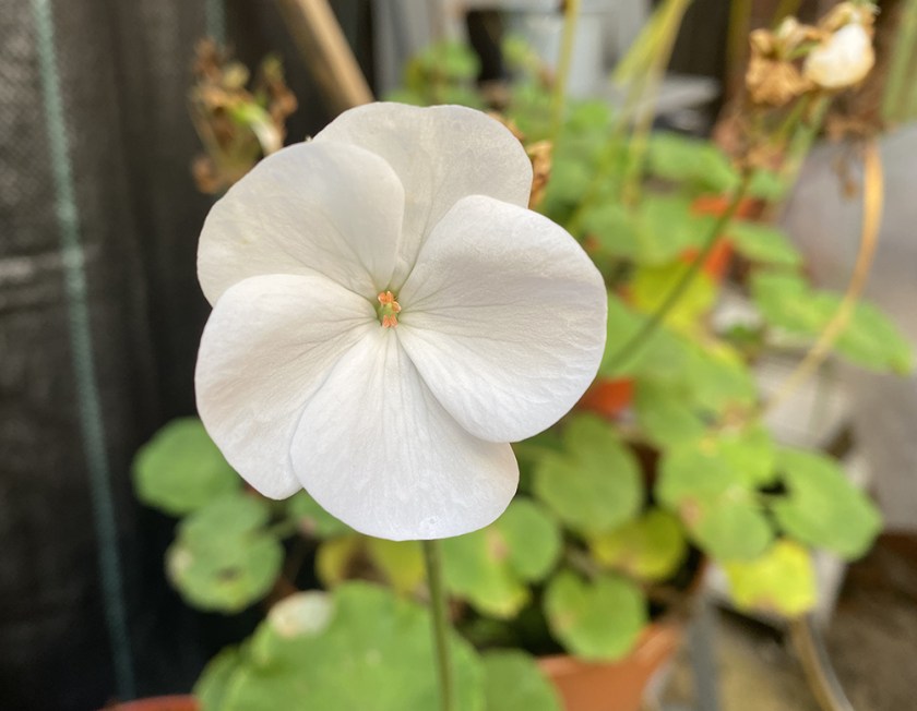 single white geranium flower
