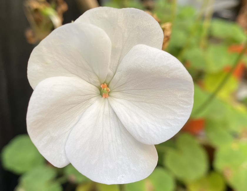 single white geranium flower