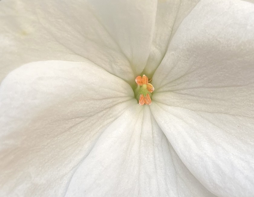single white geranium flower close up