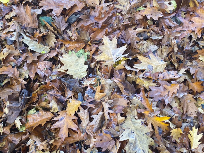 fallen autumn leaves