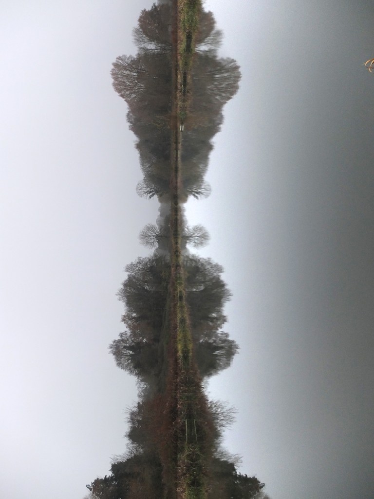 trees reflected in pond. Image turned vertical