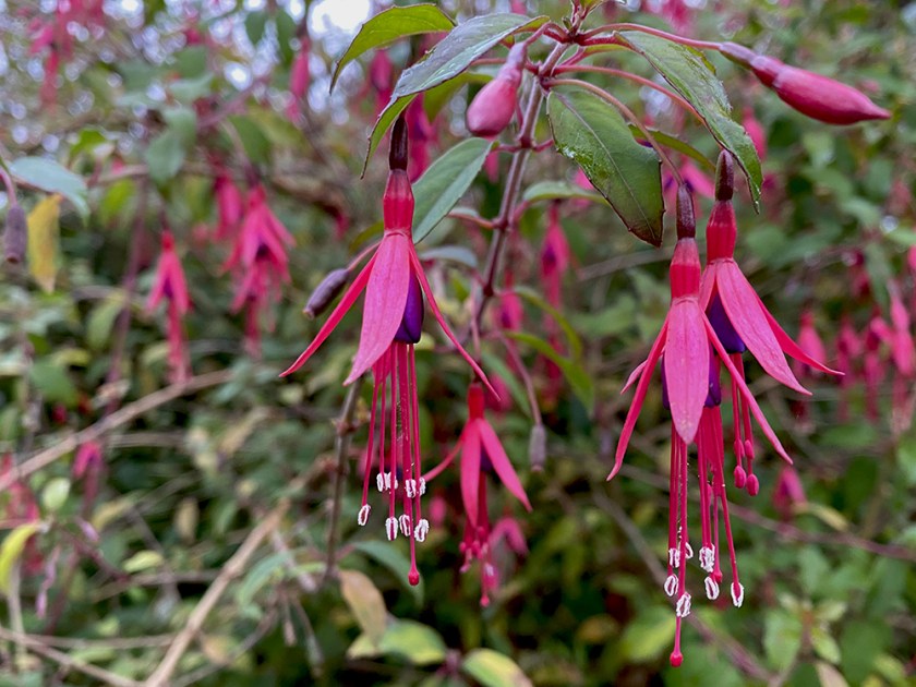 fuchsia blossoms