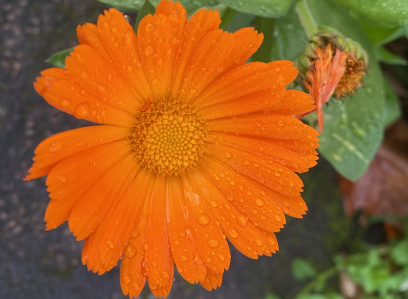 orange marigold flower after rain