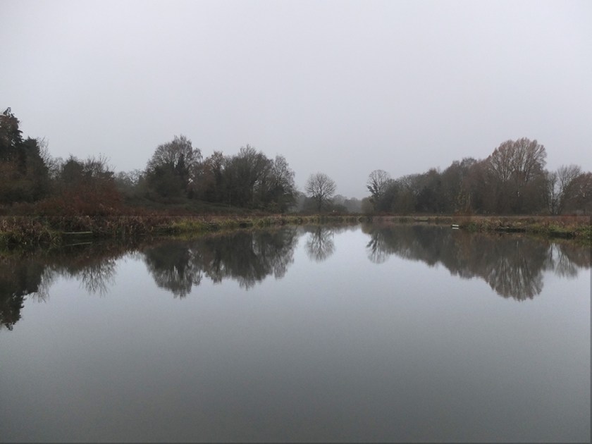 trees reflected in pond