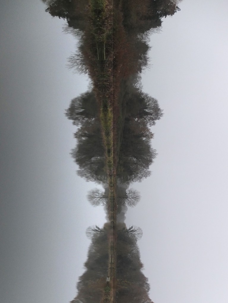 trees reflected in pond. Image turned vertical