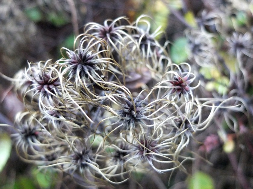 clematis seeds