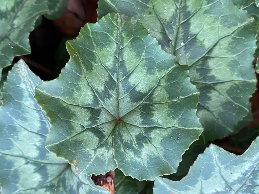 variegated cyclamen leaf