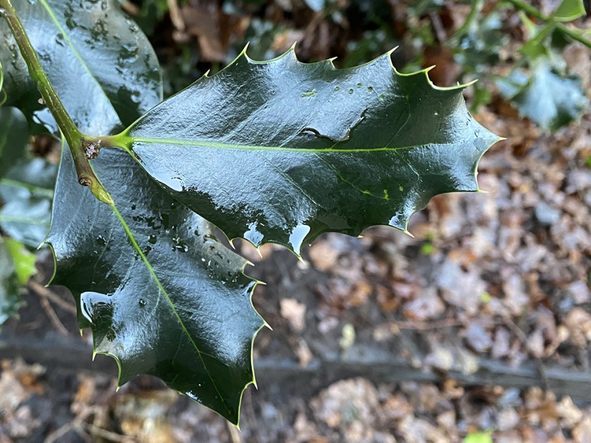 holly leaves