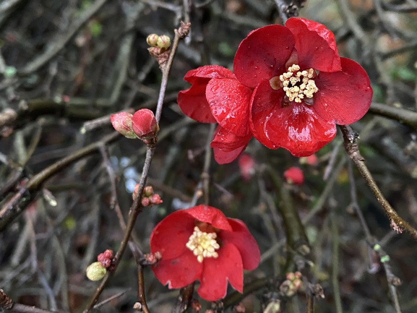scarlet japonica flowers