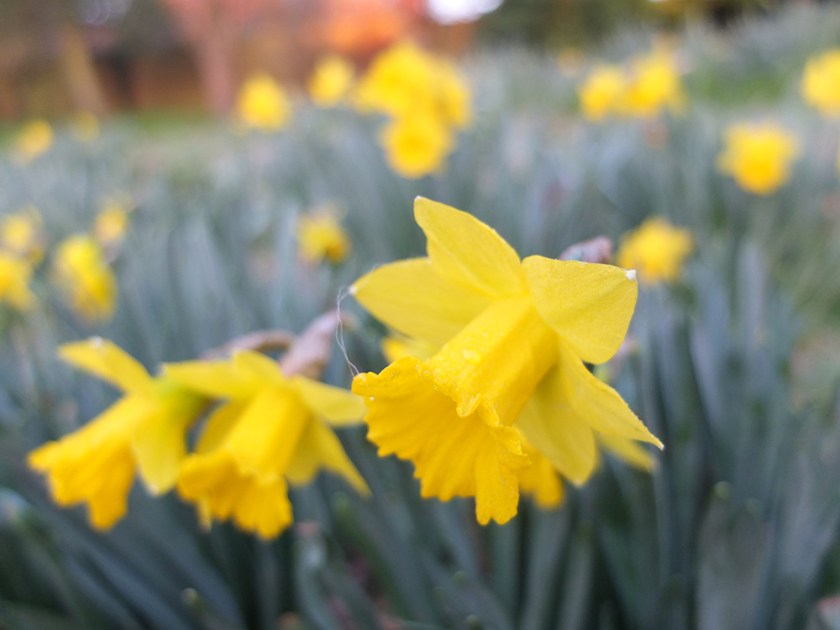 daffodils