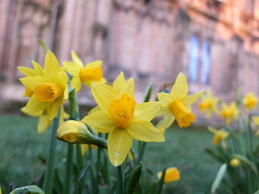 Daffodils in the churchyard