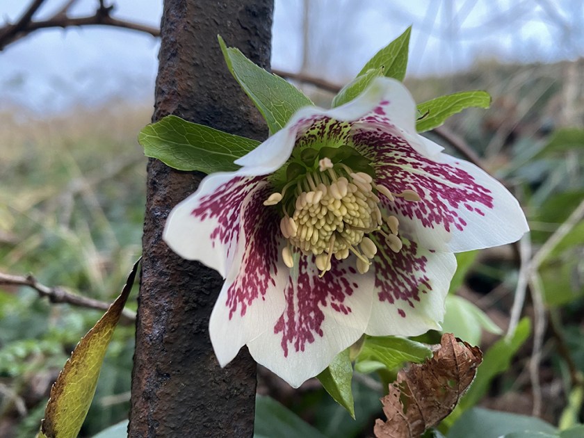 hellebore Lenten Rose