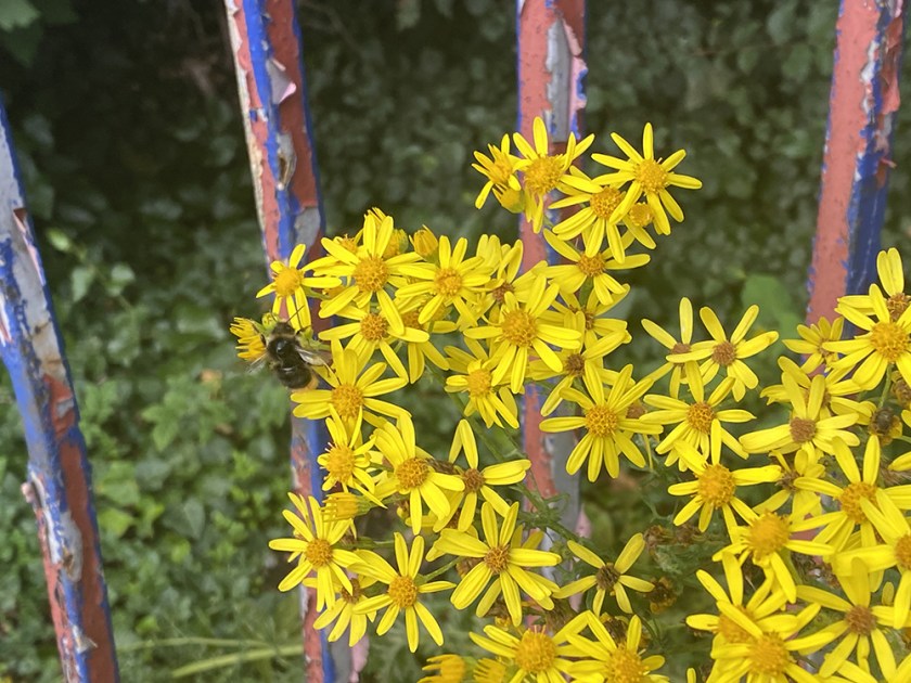 ragwort and peeling iron fence