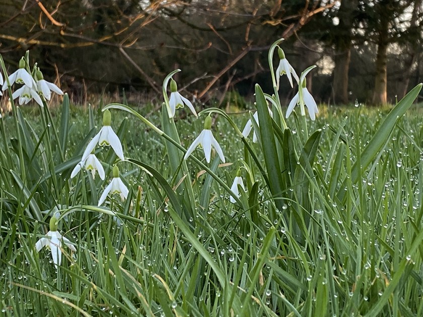 Snowdrops and raindrops