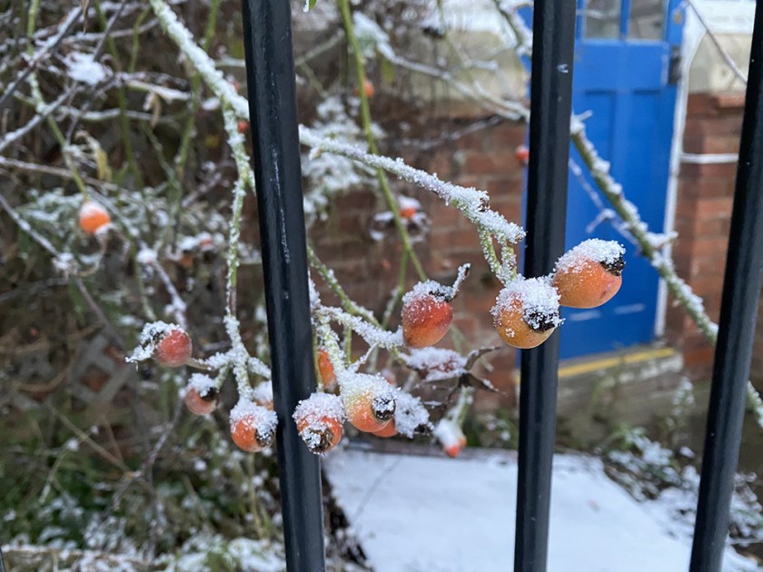 snowy rose hips