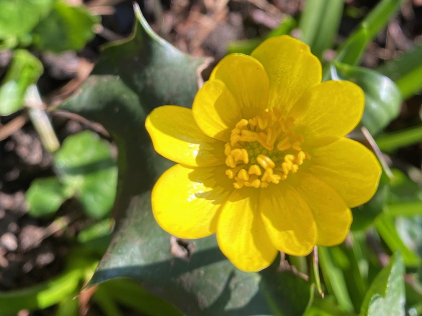 celandine