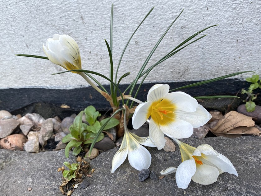 white crocus
