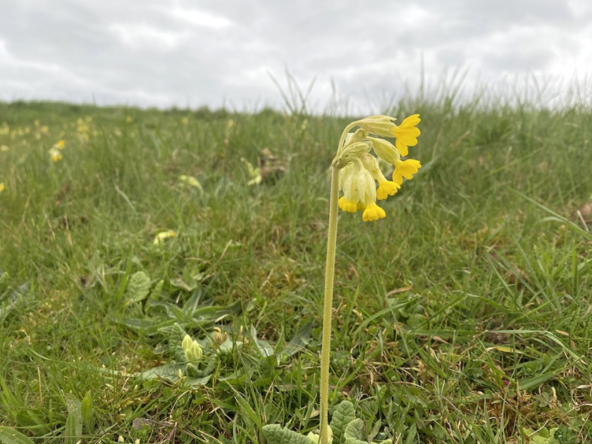 cowslip flower