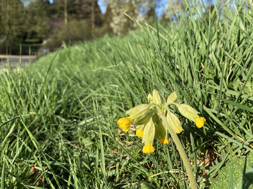 cowslip