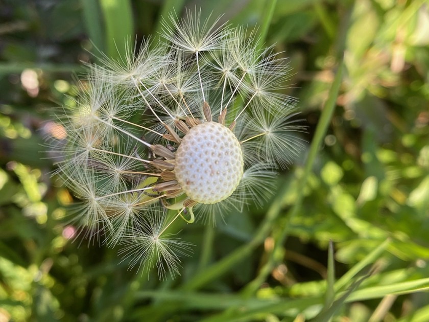 partial dandelion clock