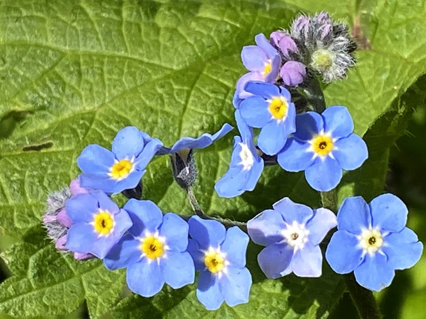 forget-me-not flowers