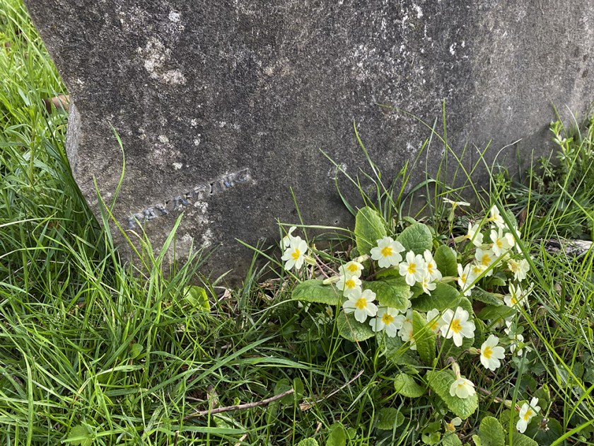 graveyard primroses