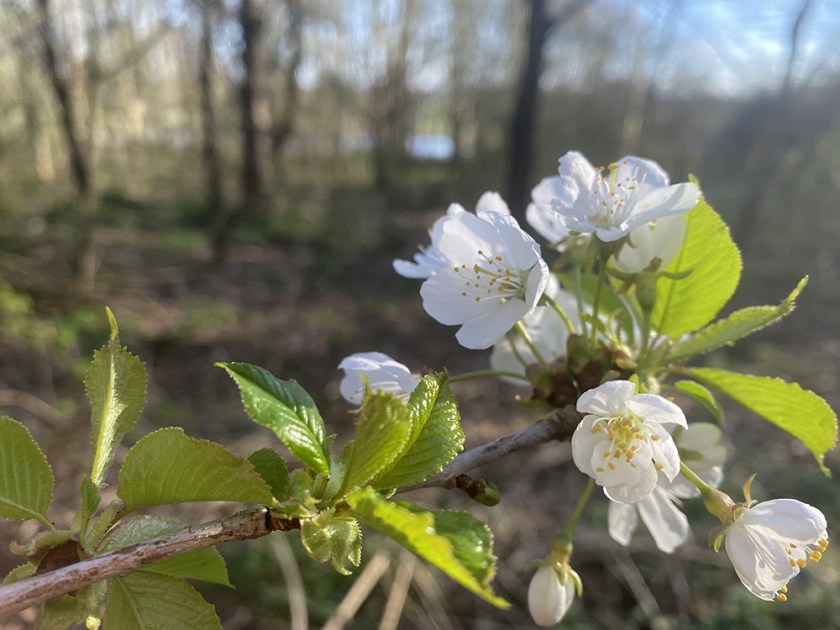 white spring blossom