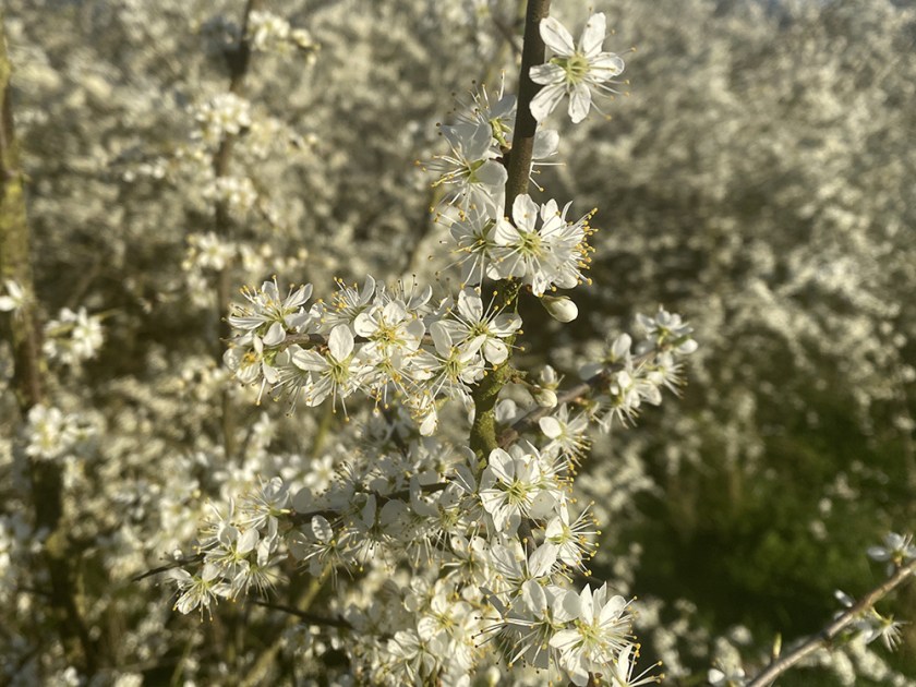 white spring blossom