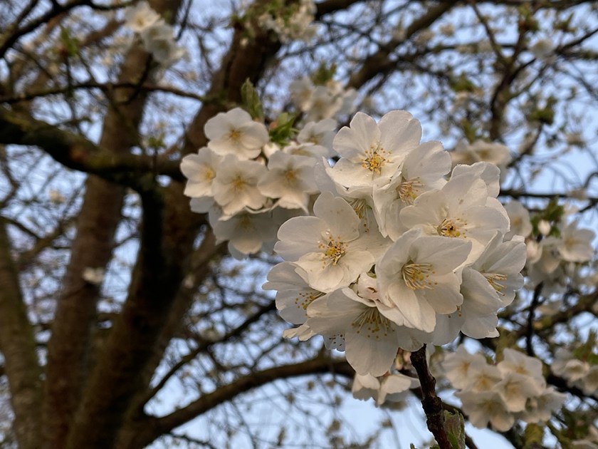 white spring blossom