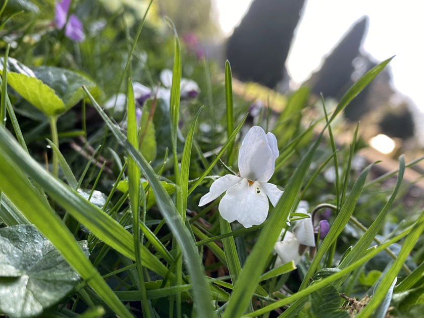 white violets