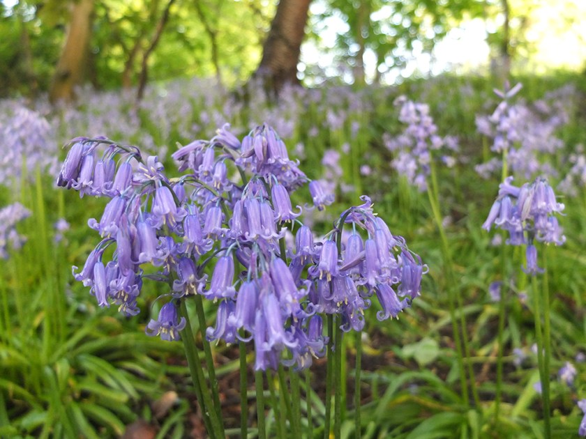 bluebell woods