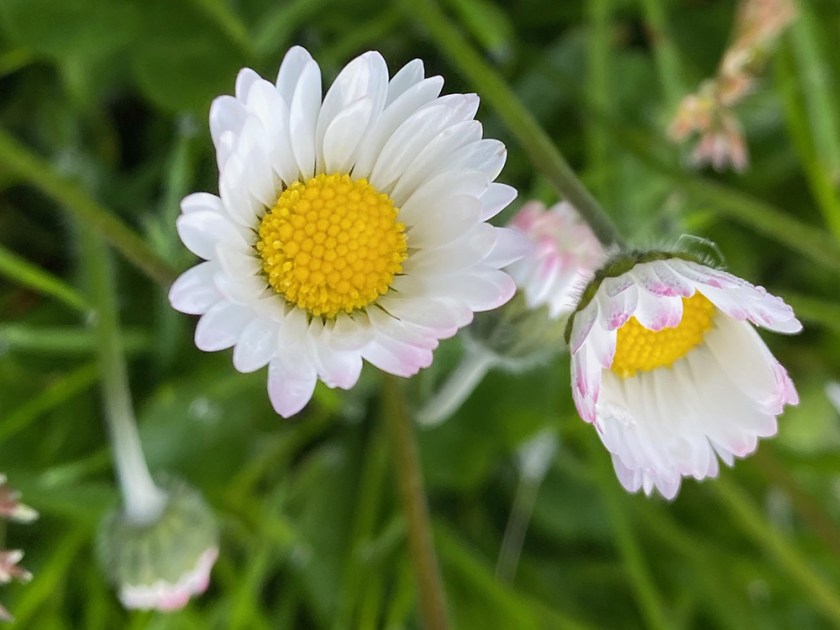 common lawn daisy