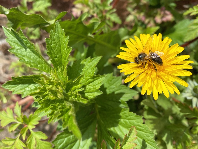 bee on dandelion flower