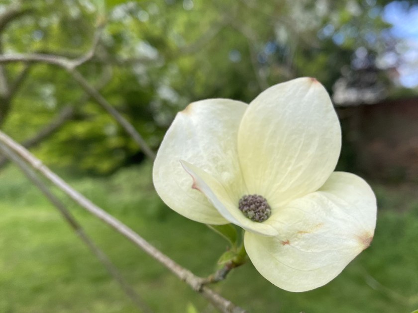 dogwood flower