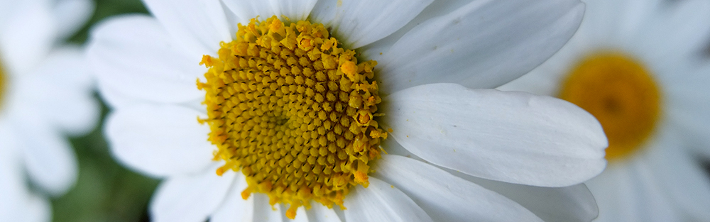 giant daisy close up