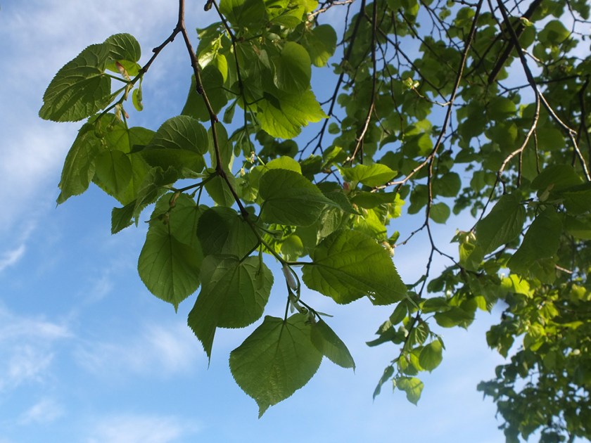 linden leaves against the sky