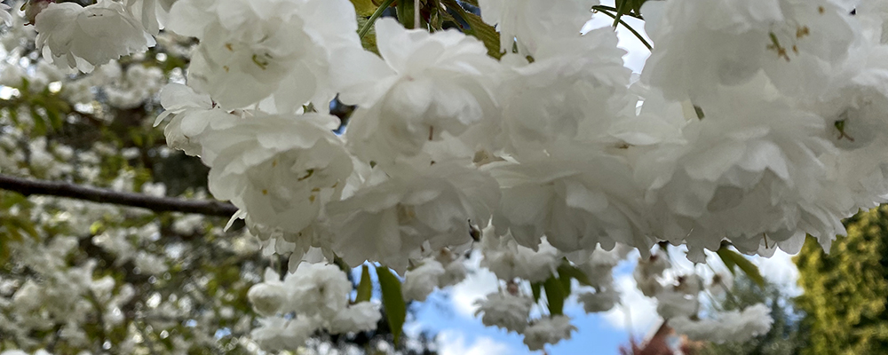 reductio ad absurdum