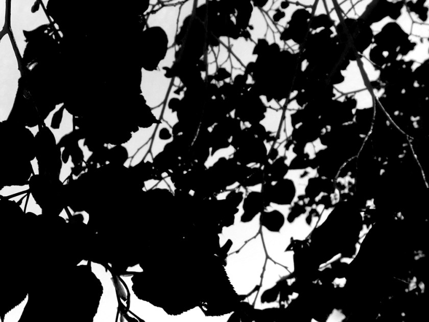 linden leaves against the sky reduced to black and white shapes