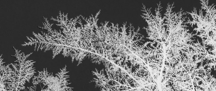 Evergreen branches silhouetted against the sky. Reversed black and white.