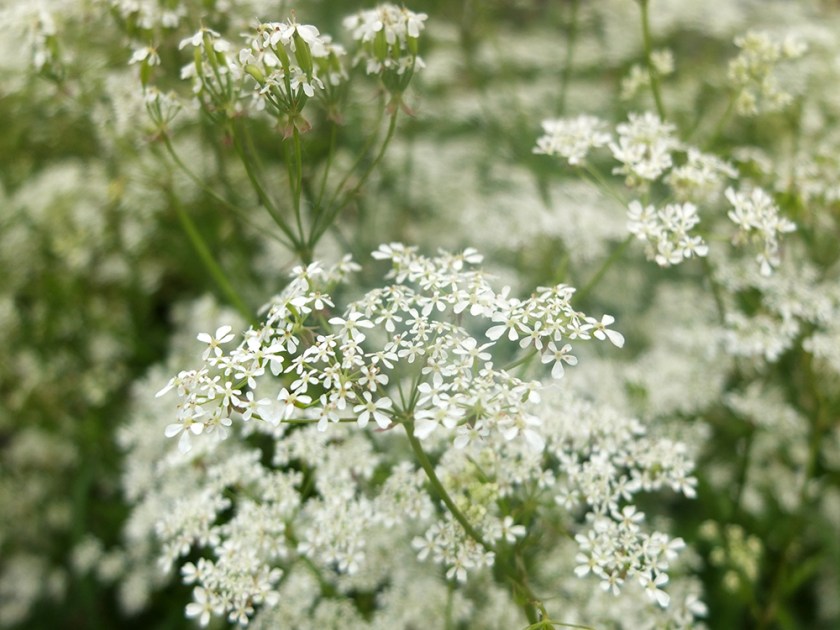 white umbellifer. maybe cow parsley