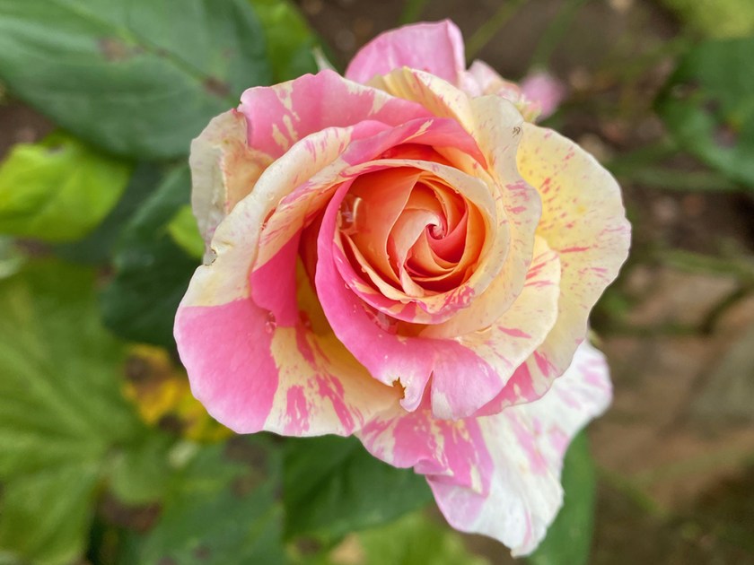 pink and cream mottled rose