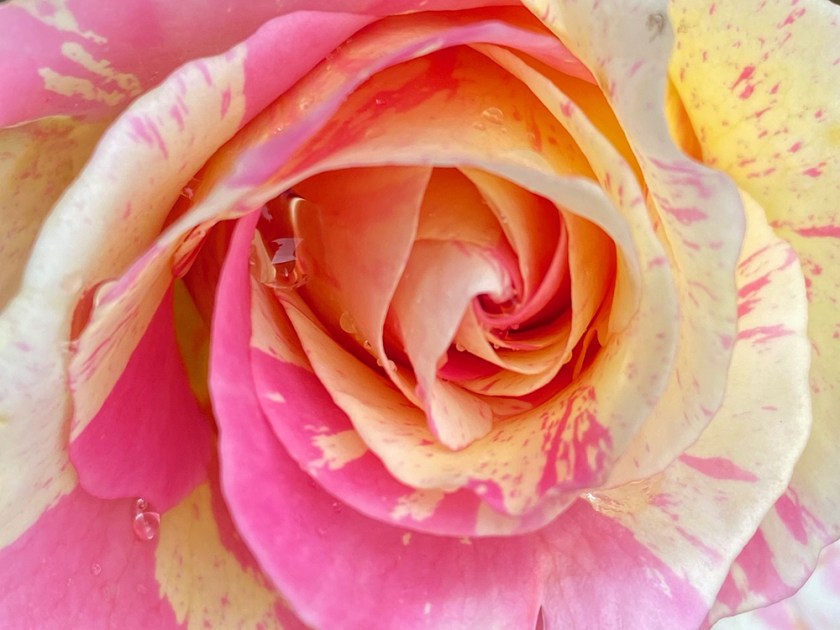pink and cream mottled rose