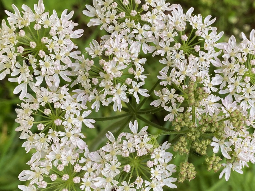 white umbellifer. maybe hogweed