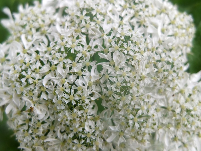 white umbellifer. maybe hogweed