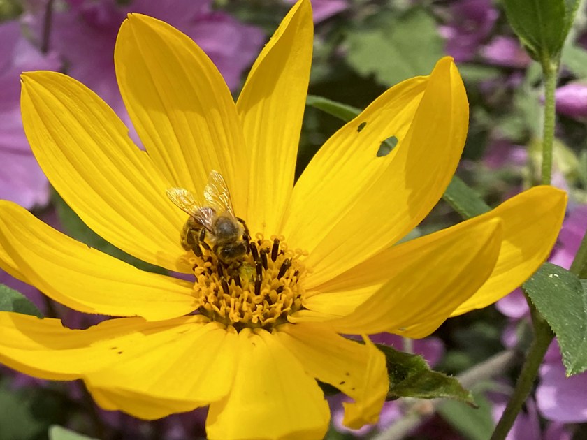 Honey bee on yellow daisy